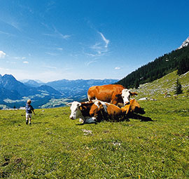 Almsommer in Wagrain - Panorama mit Kühen